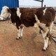 唐山养牛场800斤西门塔尔母牛出售展示图