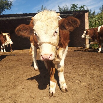 潍坊西门塔尔二岁母牛现在的价格