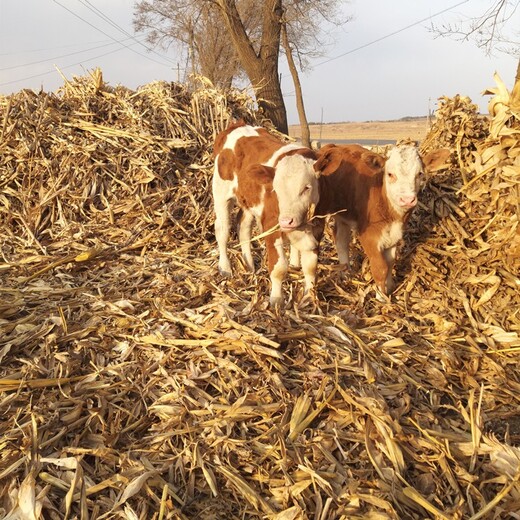 新疆养牛场西门塔尔基础母牛多少钱一只