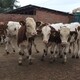 大同養牛場西門塔爾小牛價格300斤多少錢一頭樣例圖