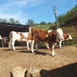 唐山养牛场二岁西门塔尔母牛700斤多少钱图片4