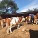 黑龙江西门塔尔繁殖母牛