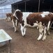 张家口西门塔尔牛养殖基地1000斤西门塔尔母牛多少钱一只