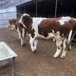 滄州大型養牛場800斤西門塔爾母牛要多少錢