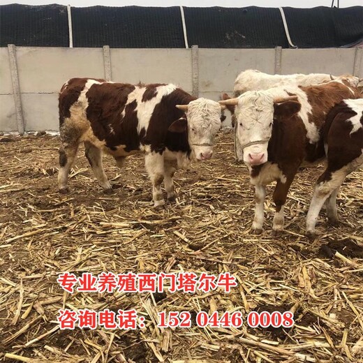 广州西门塔尔母牛苗现在什么价