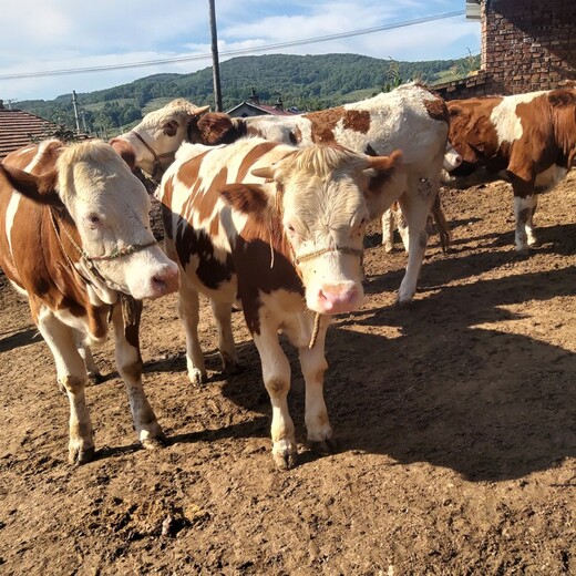 张家口养牛场西门塔尔基础母牛600斤多少钱