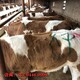 白银大型养牛场西门塔尔牛小母牛出售产品图