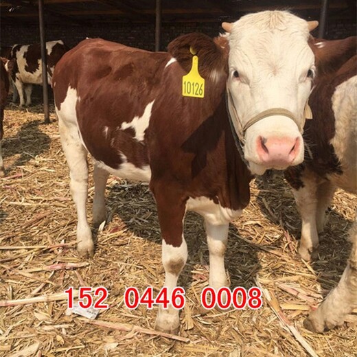 黑龙江大型养牛场西门塔尔小牛价格300斤要多少钱