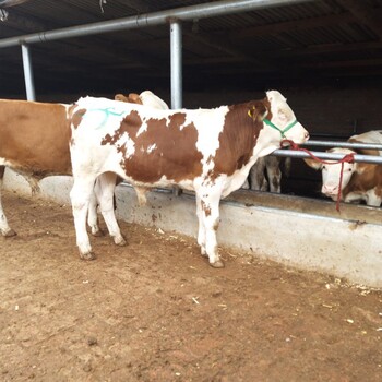 博尔塔拉养牛场西门塔尔400斤牛苗要多少钱