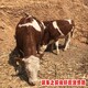 鸡西西门塔尔牛犊小母牛500斤多少钱图