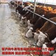 巫山大型养牛场西门塔尔母牛苗800斤出售图