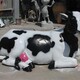 大型奶牛雕塑圖