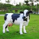 曲阳大型奶牛雕塑图