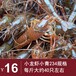 21年10月鲜活小龙虾经济型小龙虾批发234规格青虾16元每斤广州深圳包直达费用