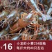 21年10月鮮活小龍蝦經濟型小龍蝦批發234規格青蝦16元每斤廣州深圳包直達費用