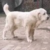 銅陵巨型中亞牧羊犬幼崽什么價格正規狗舍繁殖保健康純種