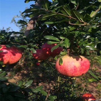 泰山紅石榴苗誠信經(jīng)營、3公分石榴苗,泰山紅石榴
