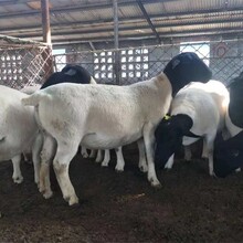 寧夏杜泊綿羊批發價格圖片