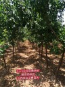 山西20公分杏樹批發(fā)基地