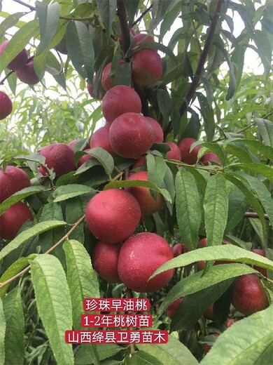 安徽7公分桃树多少钱一棵？