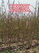 安徽1公分桃树种植基地
