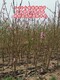 安徽3公分桃树产地价格产品图