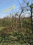 陕西12公分桃树种植基地