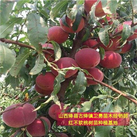 安徽三年生桃树多少钱一棵？