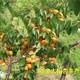 杏树供应商图