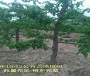 陕西一年生桃树产地价格图片