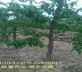 陕西6-7-8公分半冠桃树种植基地