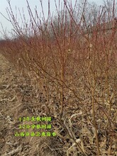 陕西6-7-8公分半冠桃树今年价格图片