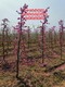 陕西8公分桃树种植基地图