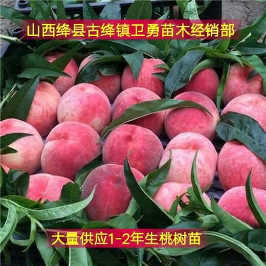 安徽5公分桃树多少钱一棵？