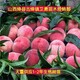 安徽三年生桃树图