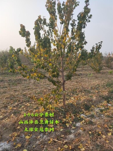 河南3-4-5公分全冠杏树产地价格