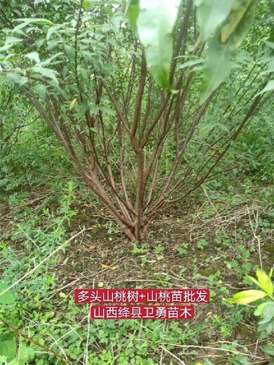 安徽6-7-8公分半冠桃树多少钱一棵？