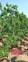 安徽10公分桃树今年价格图片