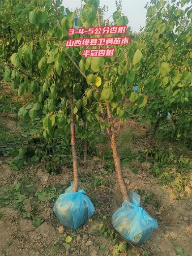 河南当年杏树种植基地