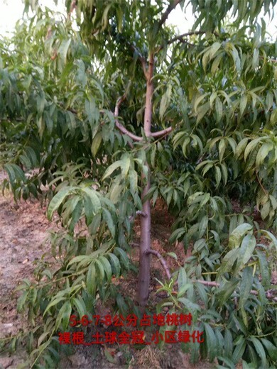 陕西8公分桃树种植基地