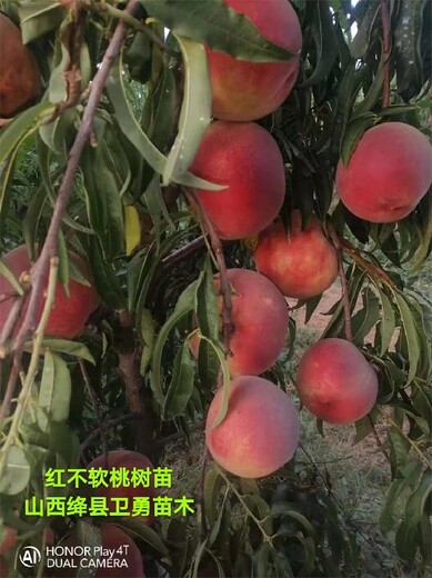 河南三年生桃树多少钱一棵？