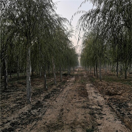 北京东城柳树苗木产地