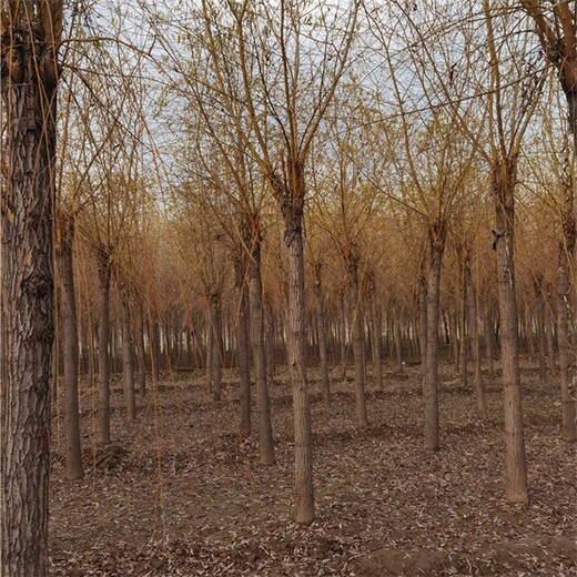 河北唐山金丝垂柳,黄金柳基地