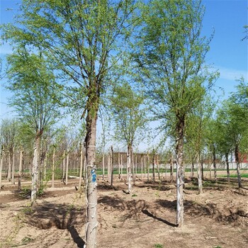 （苗圃建設(shè)）5公分垂柳價(jià)格_30公分垂柳批發(fā)