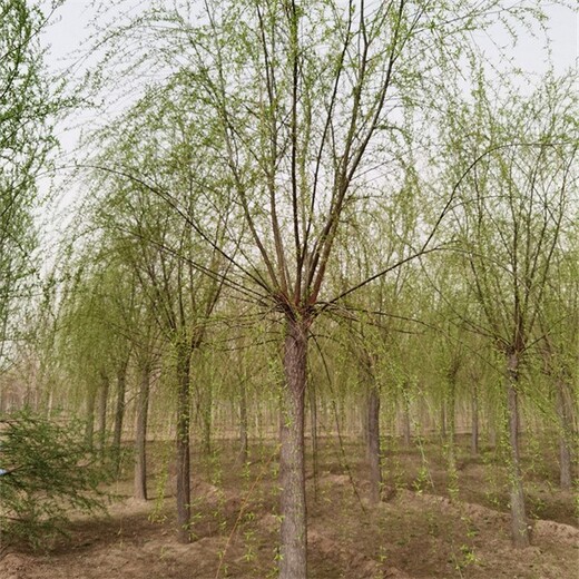 世泽园林旱柳树,16公分柳树苗木价格