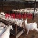 天津养猪场财产关停评估养猪场征收价值评估,种猪养殖场评估产品图