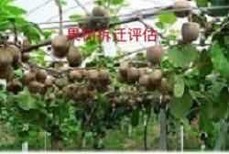 北京苗木花卉评估果树果园征收评估图片1