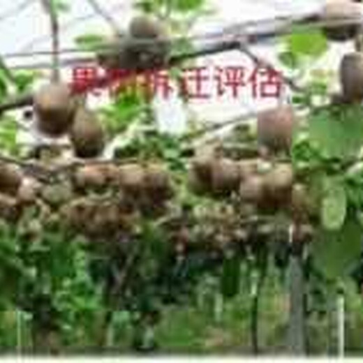 广东绿化树苗木评估果树果园征收评估