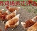 北京海潤京豐資產評估種豬養殖場評估,北京養豬場收益專業評估養豬場征收價值評估