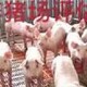 种猪养殖场评估图